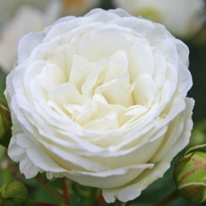 Schneeküsschen ® - trandafiri - www.pharmarosa.ro